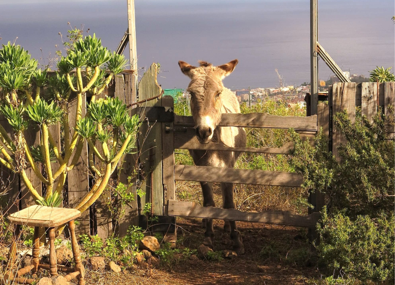 FINCA BERTA - HUERTOS INCLUSIVOS (7)