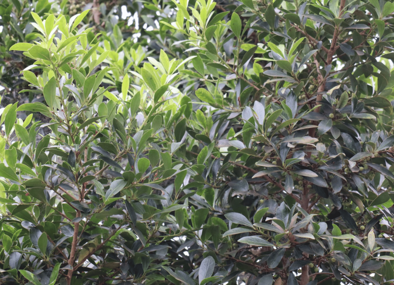 FINCA BERTA - MEDIOAMBIENTE